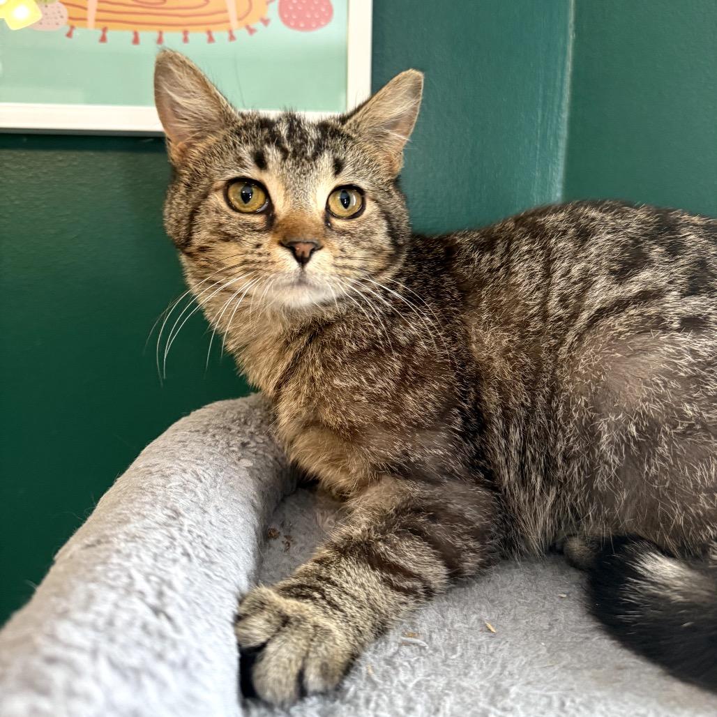 Slurpie, Adoptable, Young Male Domestic Short Hair.