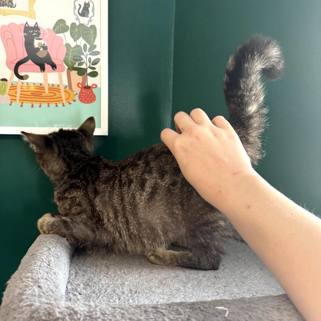 Enlarge Slurpie, a Adoptable Domestic Short Hair in Granville, OH image 2/5