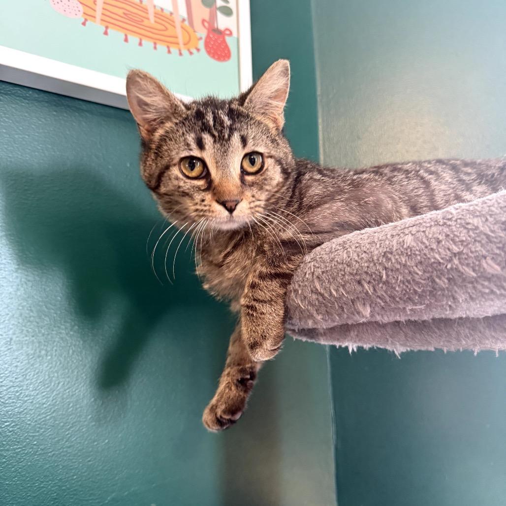 Enlarge Slurpie, a Adoptable Domestic Short Hair in Granville, OH image 3/5