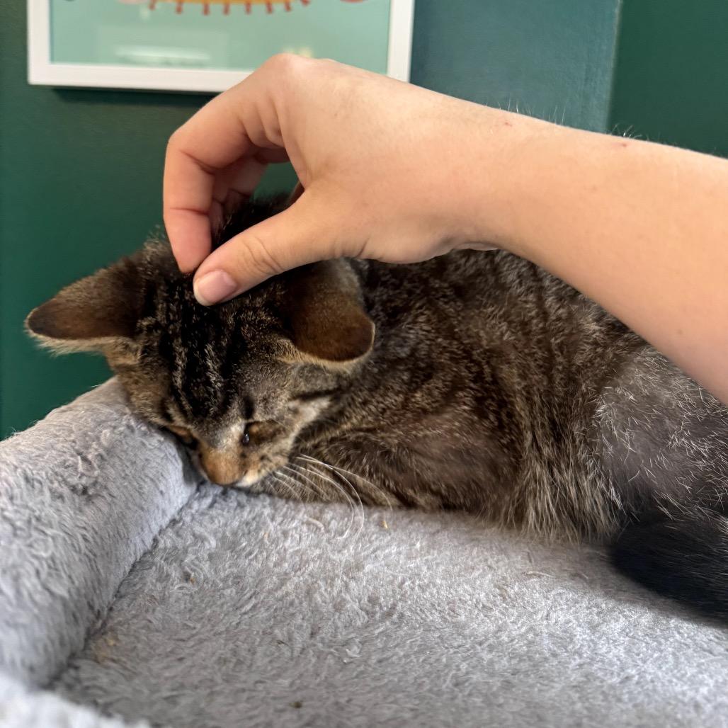 Enlarge Slurpie, a Adoptable Domestic Short Hair in Granville, OH image 4/5