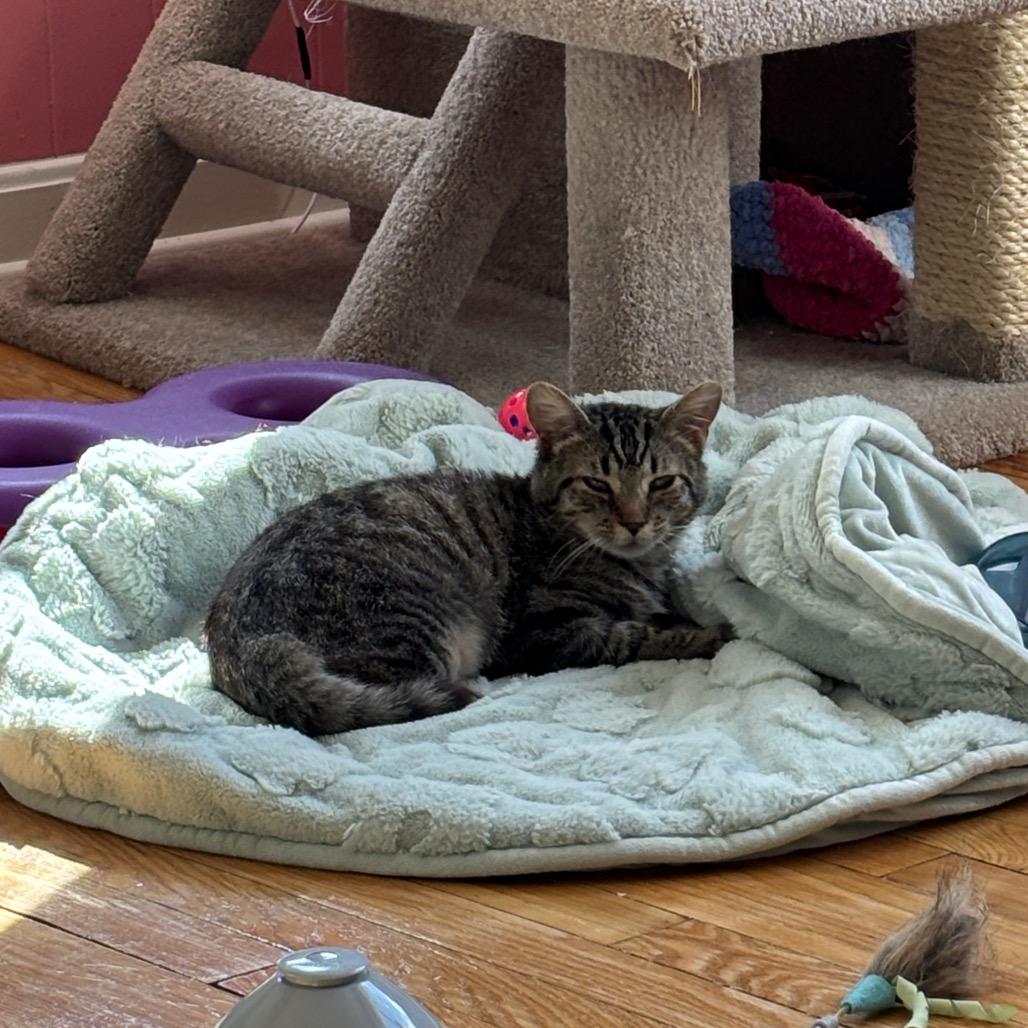 Enlarge Slurpie, a Adoptable Domestic Short Hair in Granville, OH image 5/5