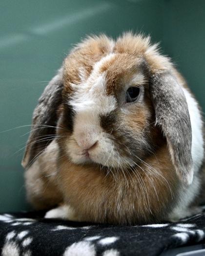 SoSo, Adoptable, Adult Female Holland Lop.