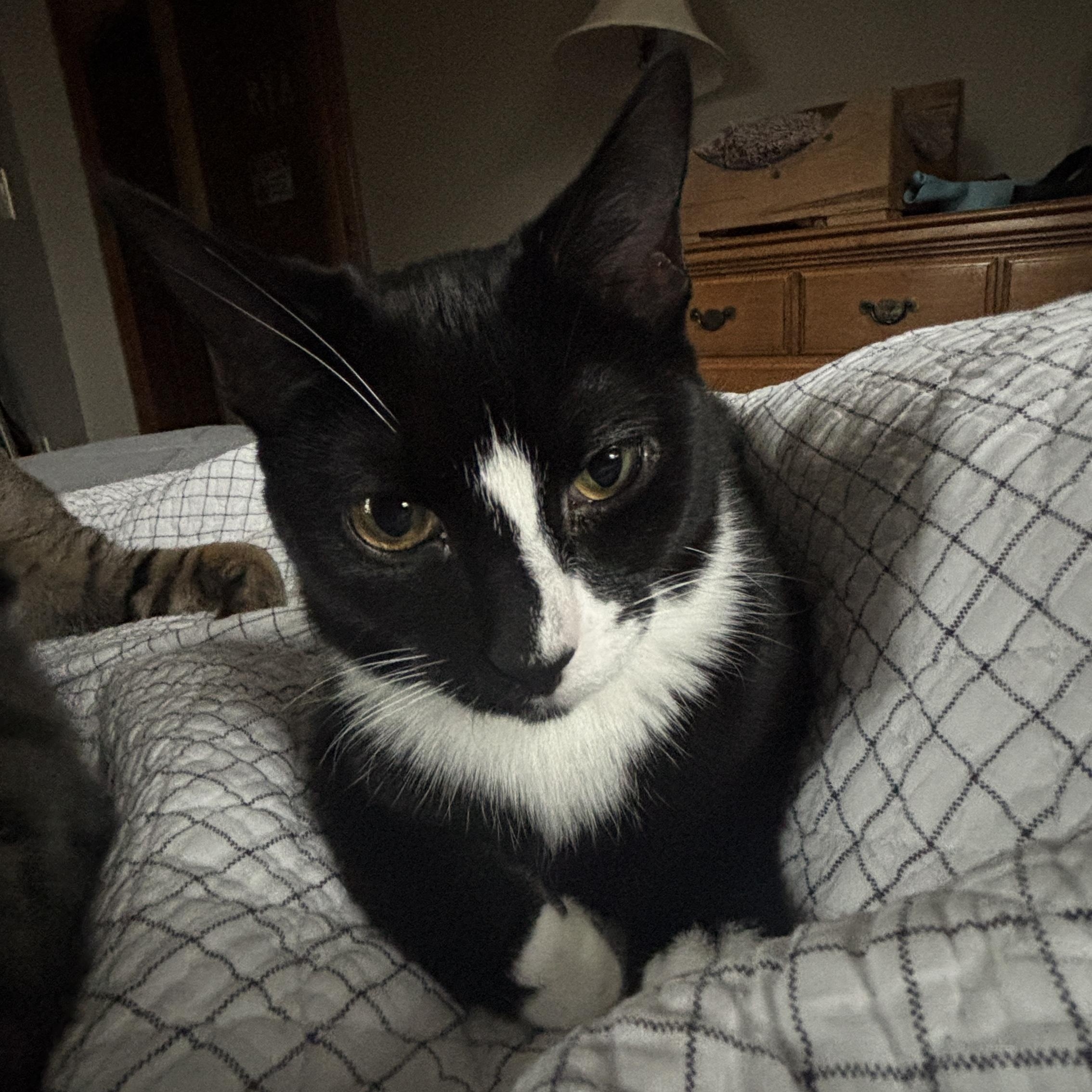 Enlarge Brasi, an adoptable Tuxedo in Melrose, MA image 2/4