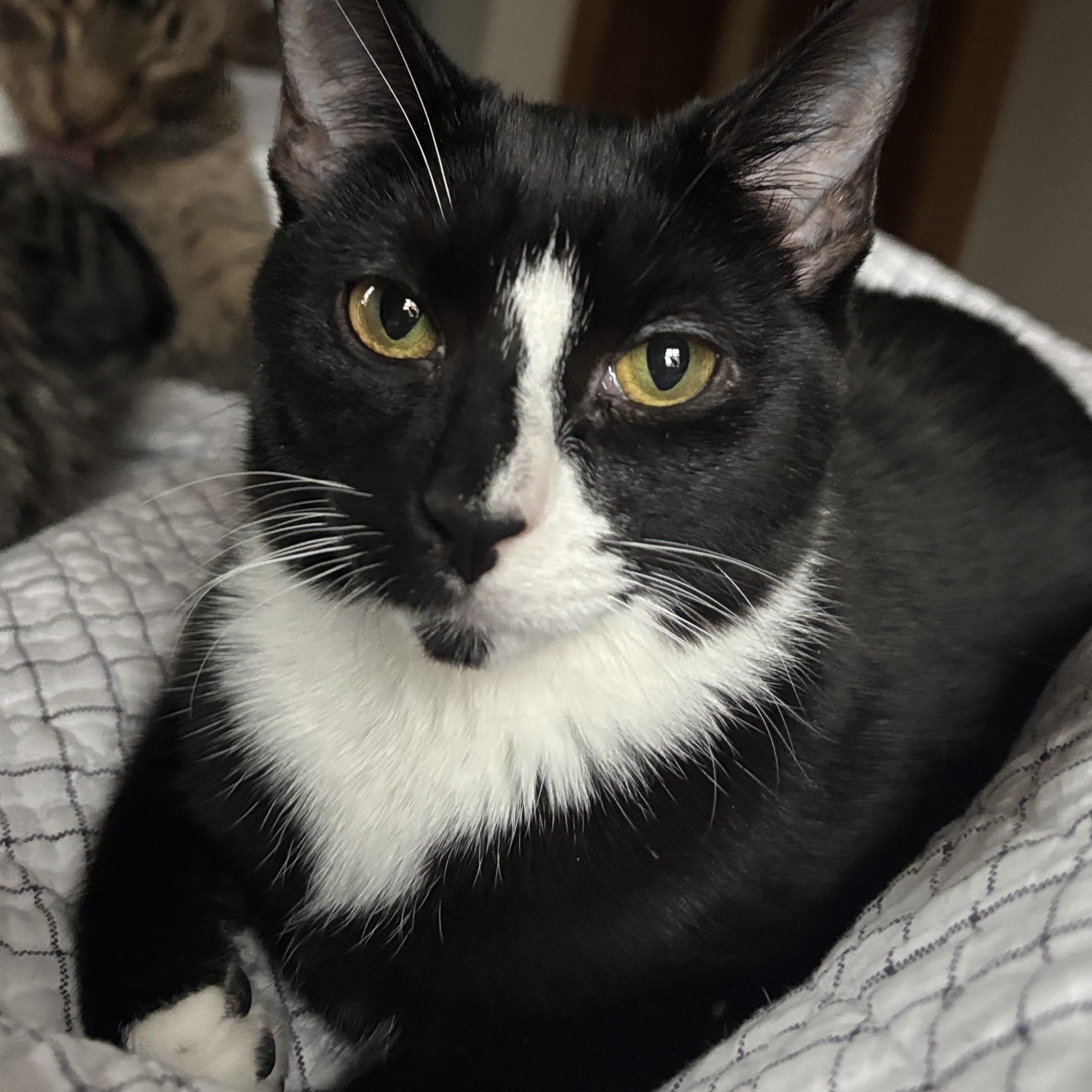 Enlarge Brasi, an adoptable Tuxedo in Melrose, MA image 4/4