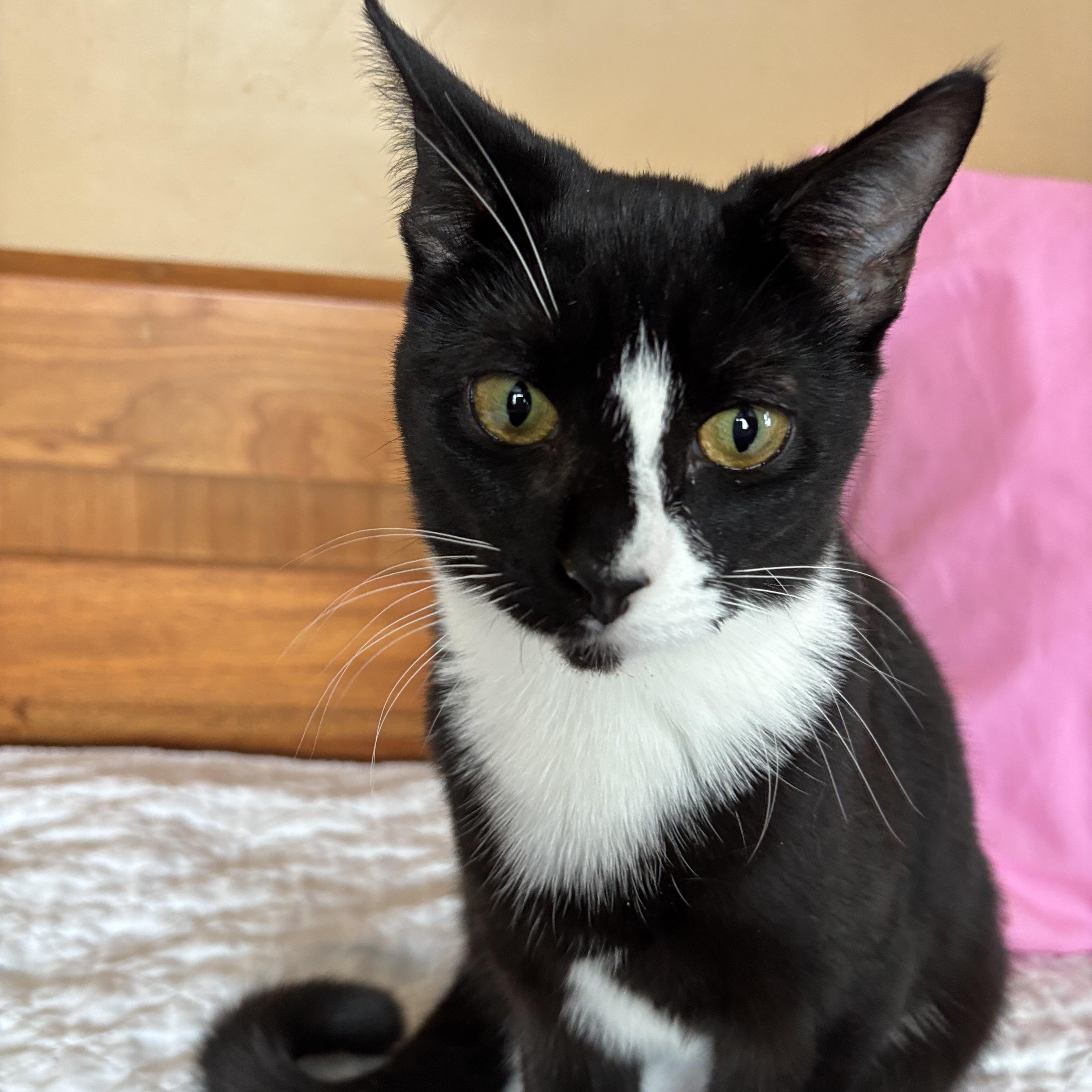 Enlarge Brasi, an adoptable Tuxedo in Melrose, MA image 1/4