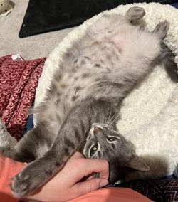 Enlarge Prissy, a ADOPTABLE mixed breed in Raleigh, NC image 1/4