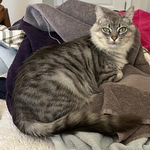 Enlarge Prissy, a ADOPTABLE mixed breed in Raleigh, NC image 2/4