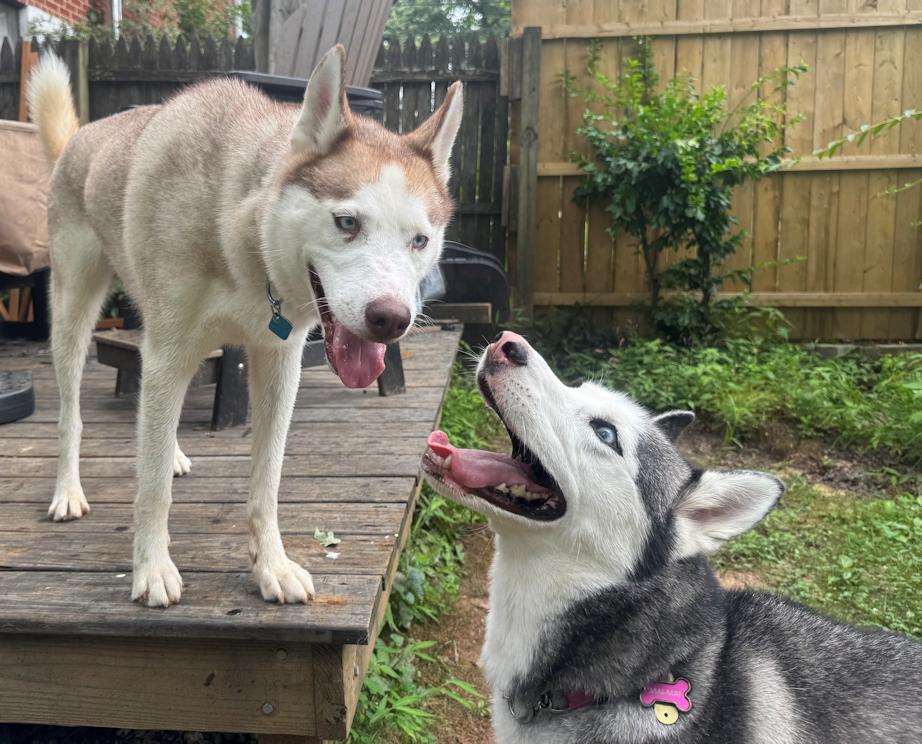 Enlarge Moira, an adopted Siberian Husky in Fredericksburg, VA image 1/5