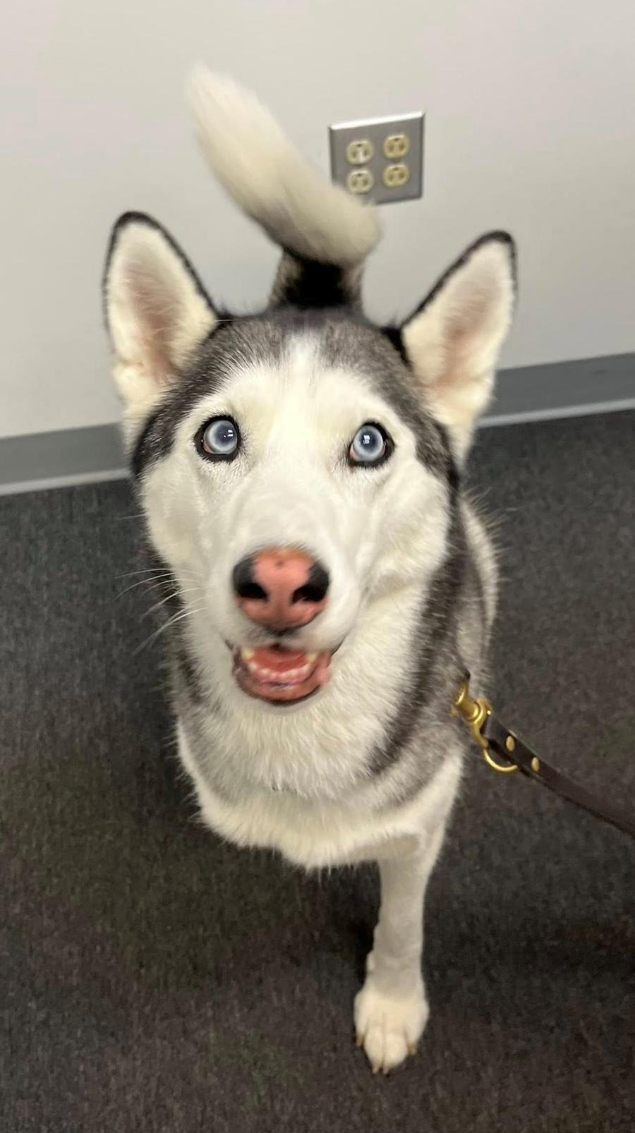Enlarge Moira, an adopted Siberian Husky in Fredericksburg, VA image 2/5