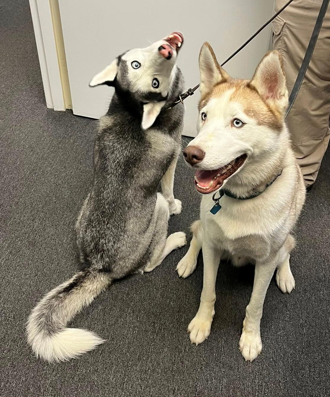 Enlarge Moira, an adopted Siberian Husky in Fredericksburg, VA image 3/5