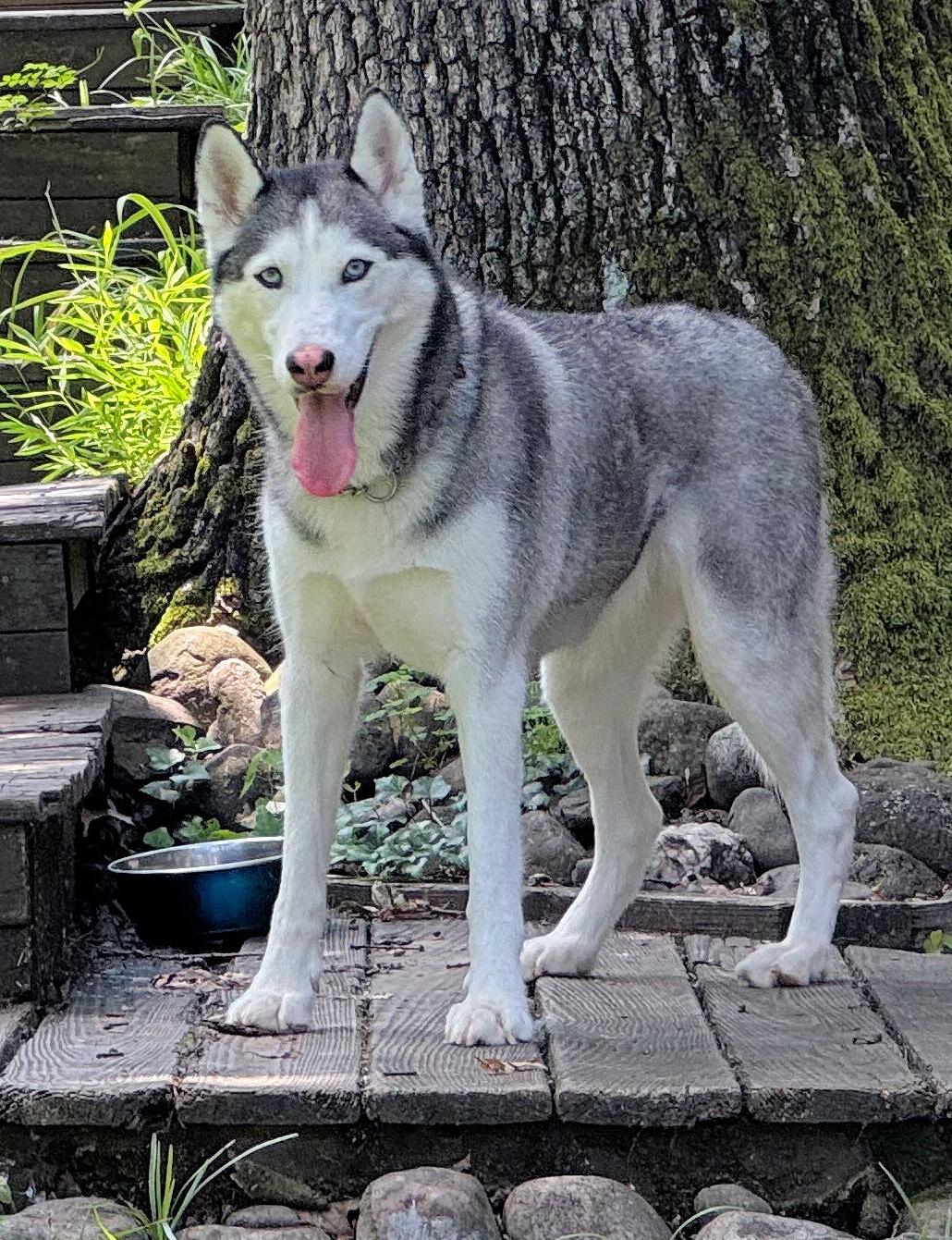 Enlarge Moira, an adopted Siberian Husky in Fredericksburg, VA image 4/5