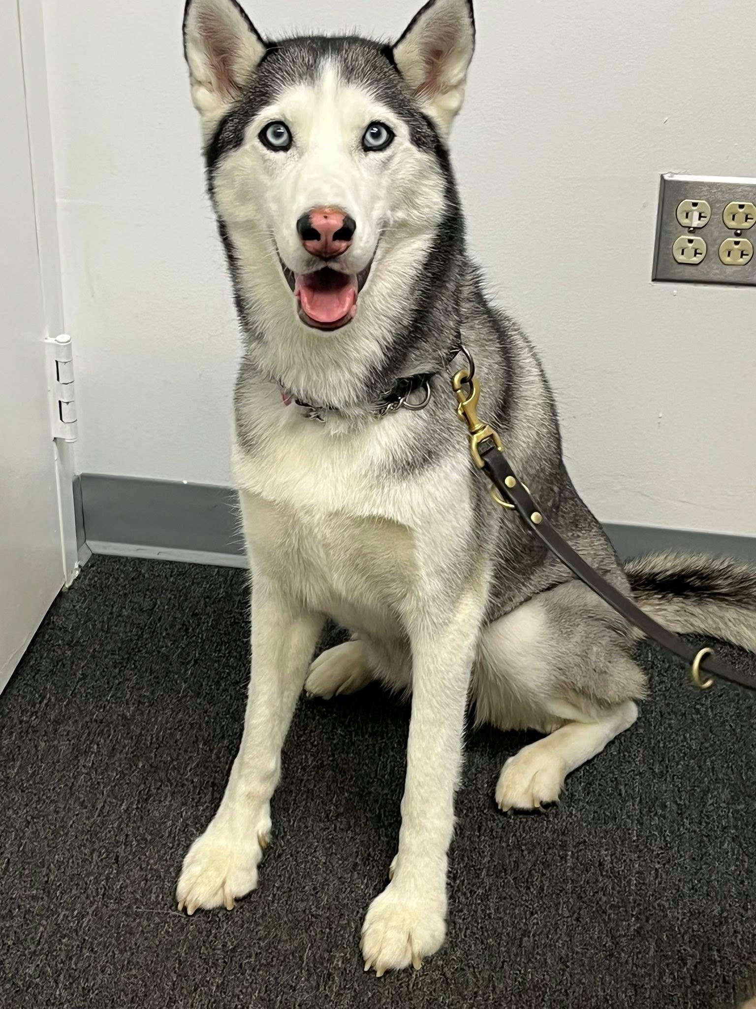 Enlarge Moira, an adopted Siberian Husky in Fredericksburg, VA image 5/5