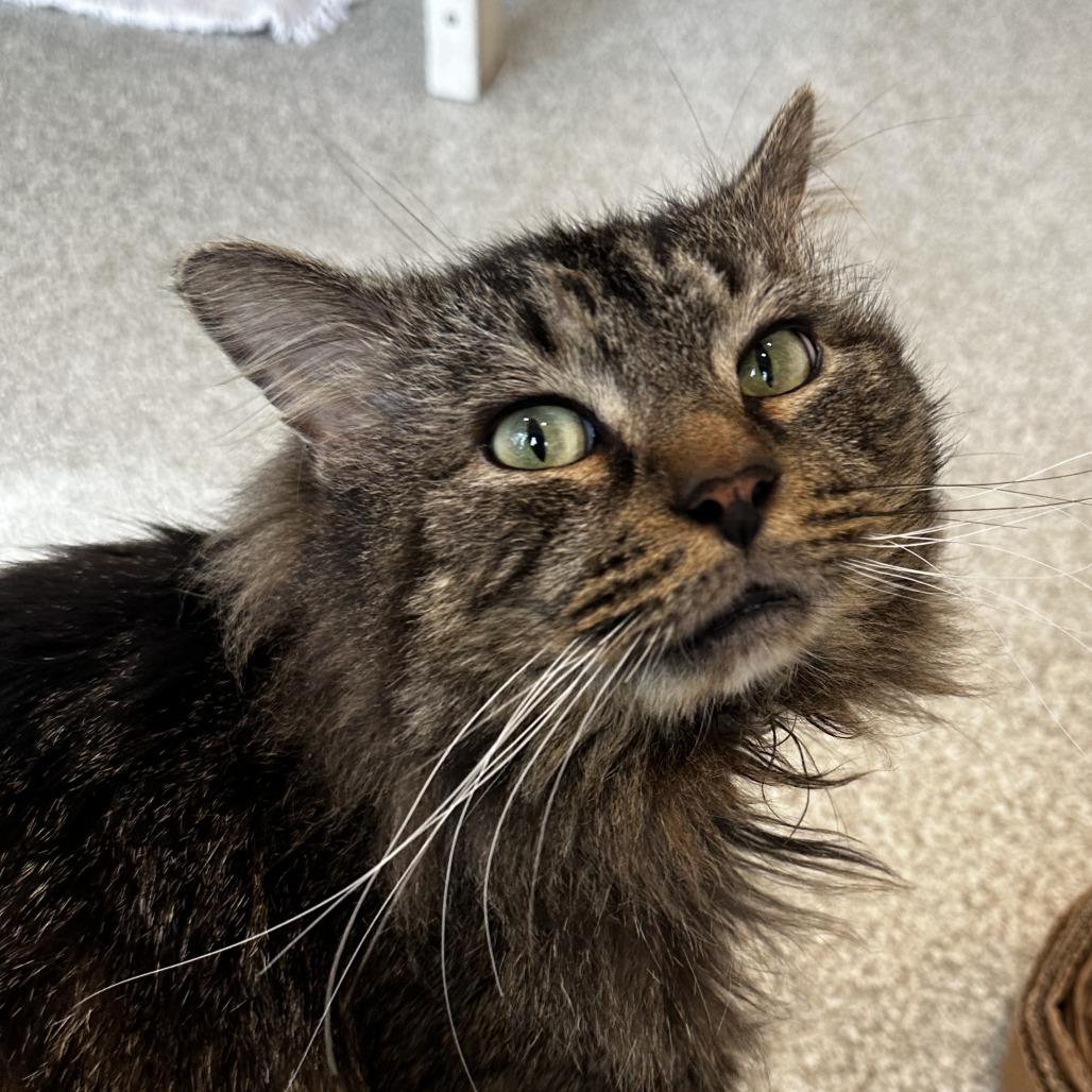 TK, Adoptable, Adult Male Domestic Long Hair.
