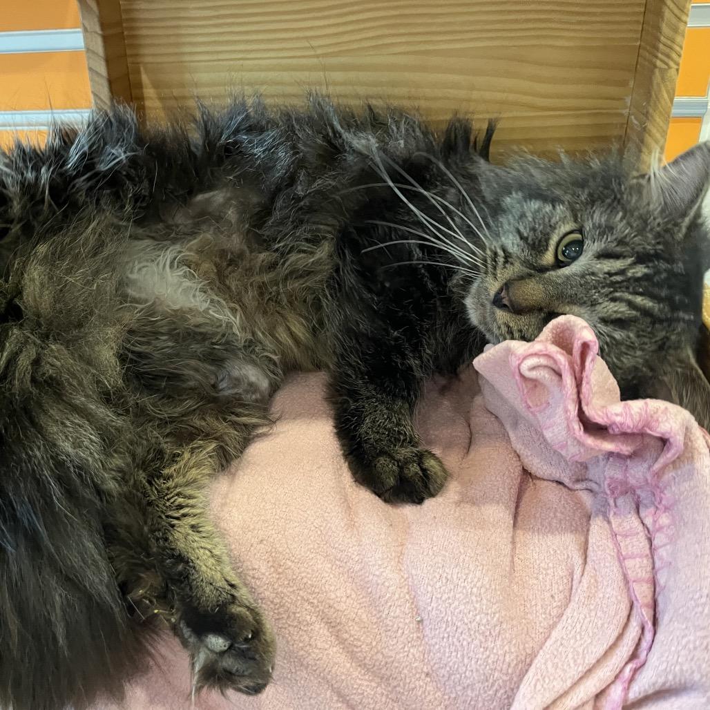 Enlarge TK, a Adoptable Domestic Long Hair in Washington Township, OH image 2/6