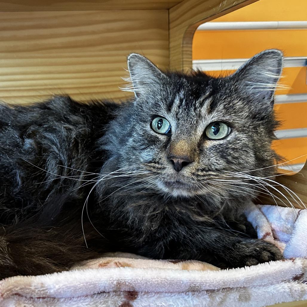 Enlarge TK, a Adoptable Domestic Long Hair in Washington Township, OH image 3/6