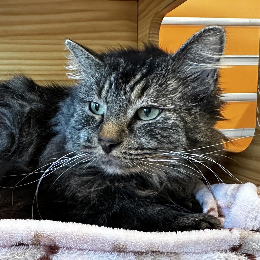 Enlarge TK, a Adoptable Domestic Long Hair in Washington Township, OH image 4/6