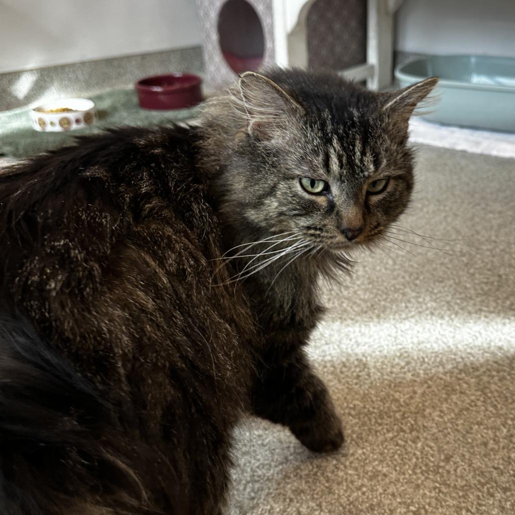 Enlarge TK, a Adoptable Domestic Long Hair in Washington Township, OH image 5/6