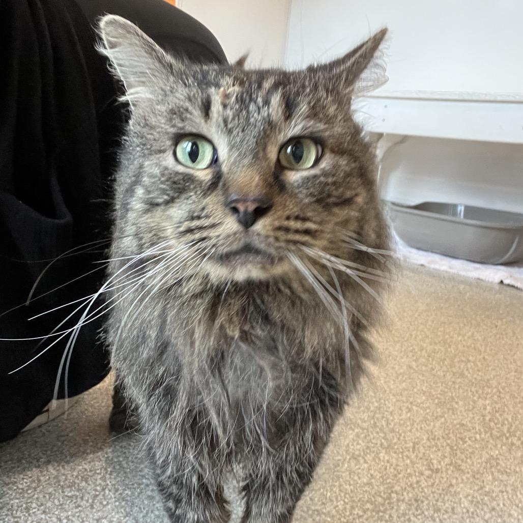 Enlarge TK, a Adoptable Domestic Long Hair in Washington Township, OH image 6/6