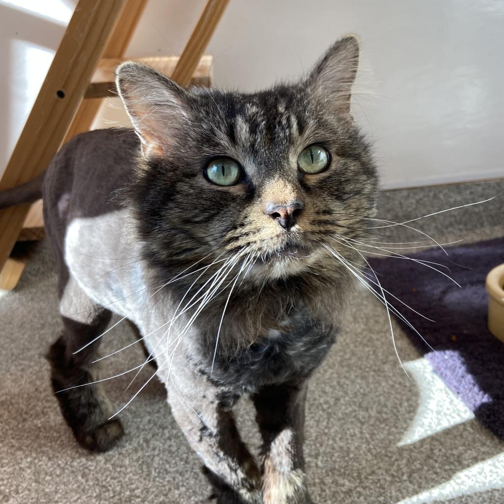 Enlarge TK, a Adoptable Domestic Long Hair in Washington Township, OH image 6/6