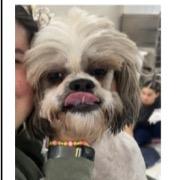 Doc, Adoptable, Adult Male Shih Tzu & Mixed Breed.