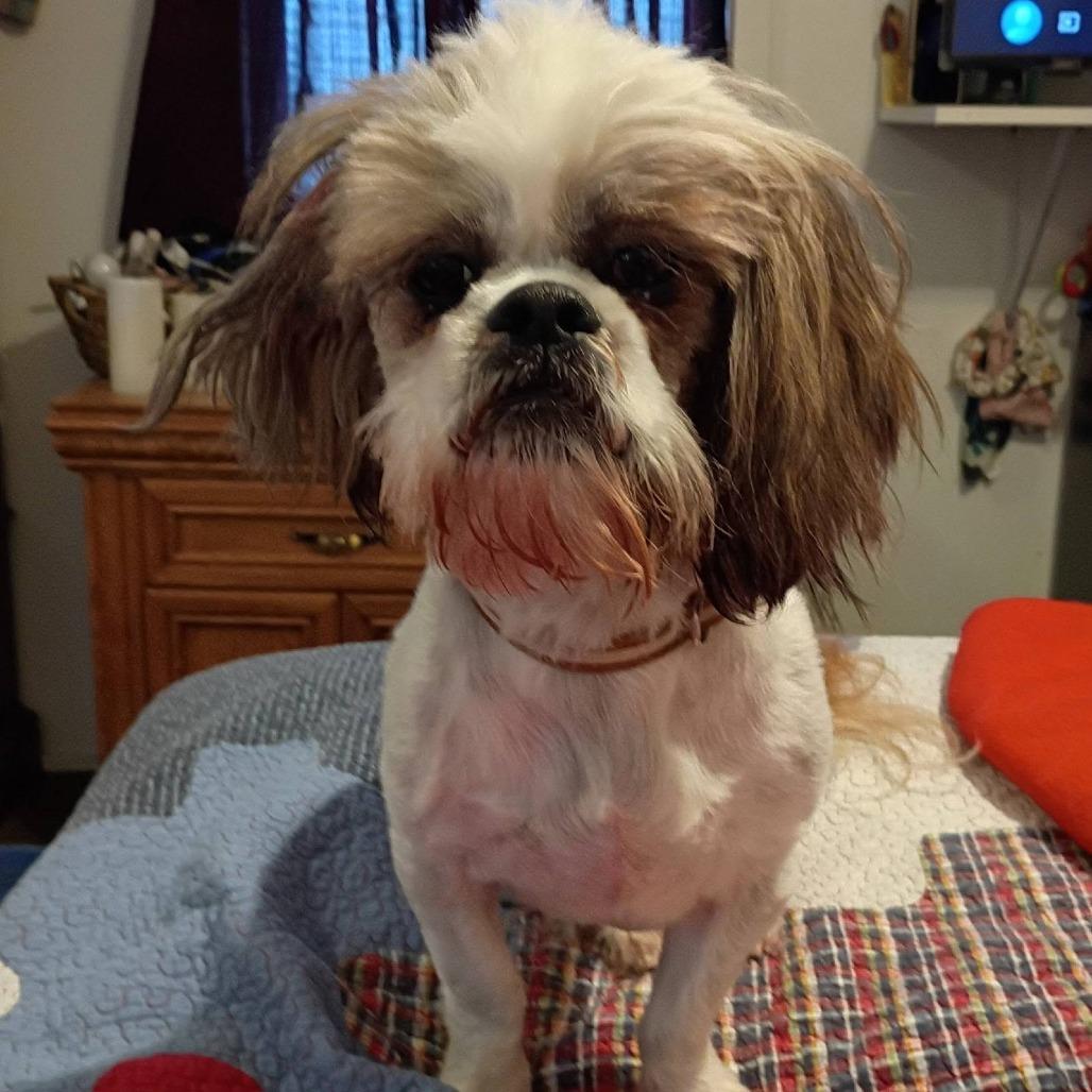 Enlarge Doc, a Adoptable mixed breed in Joliet, IL image 2/5