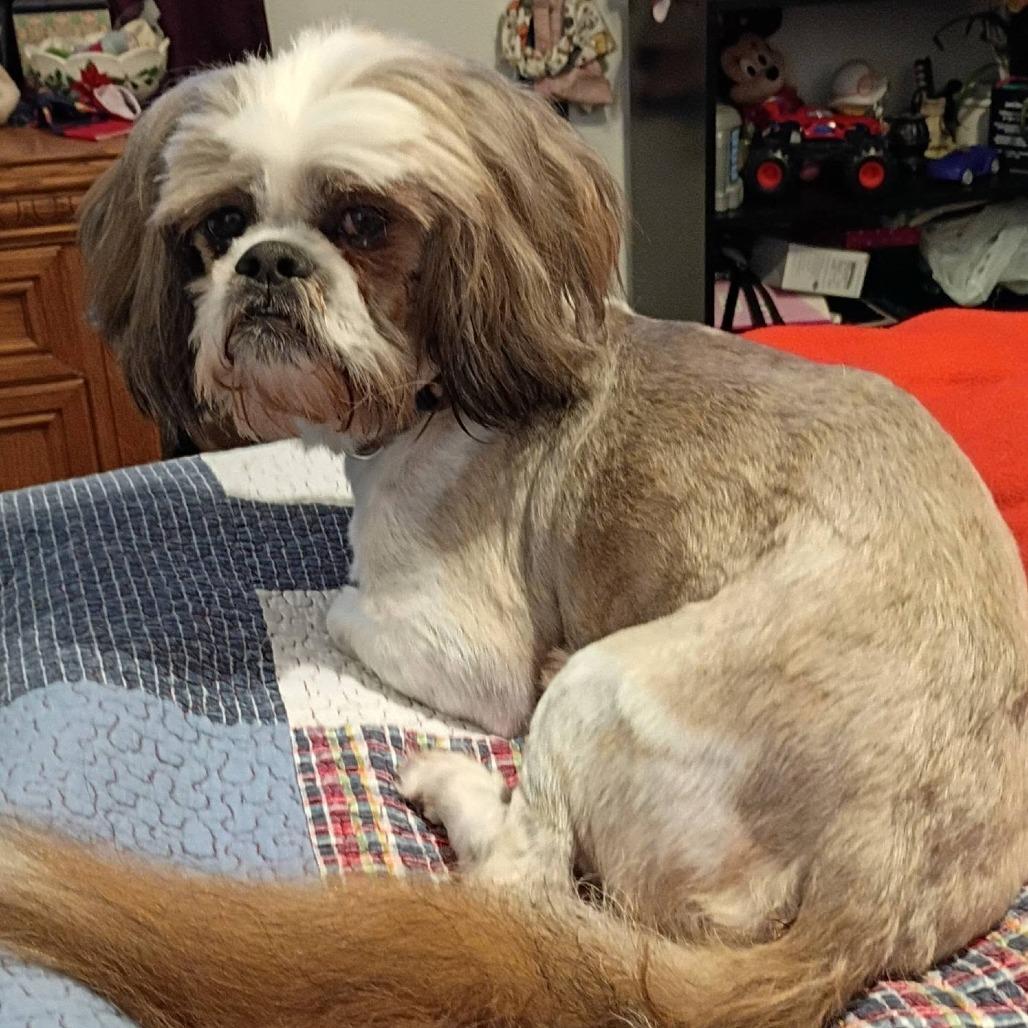 Enlarge Doc, a Adoptable mixed breed in Joliet, IL image 3/5