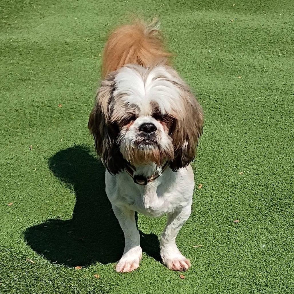 Enlarge Doc, a Adoptable mixed breed in Joliet, IL image 5/5