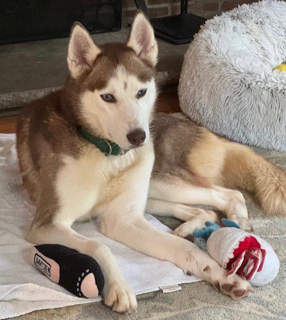 Our ginger gem, Gypsy, Young Female Siberian Husky
