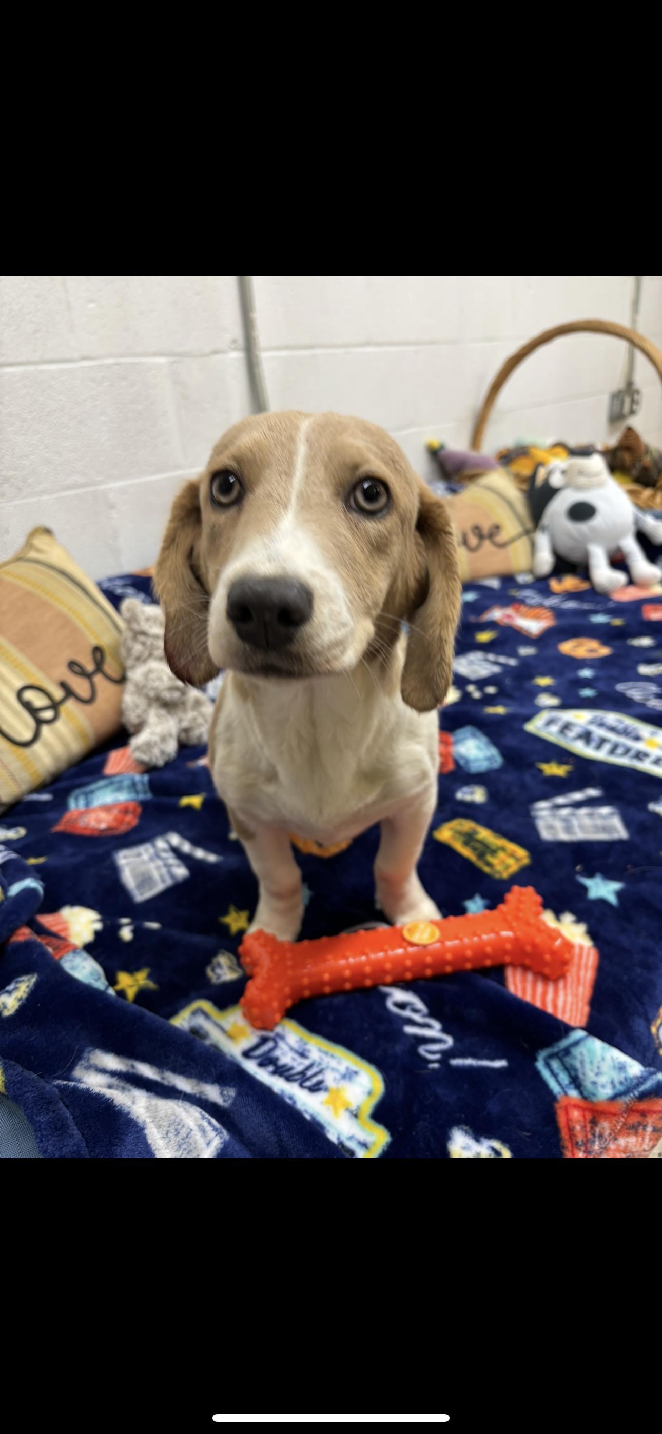 Brielle, a Adoptable mixed breed in York, SC image 1/2