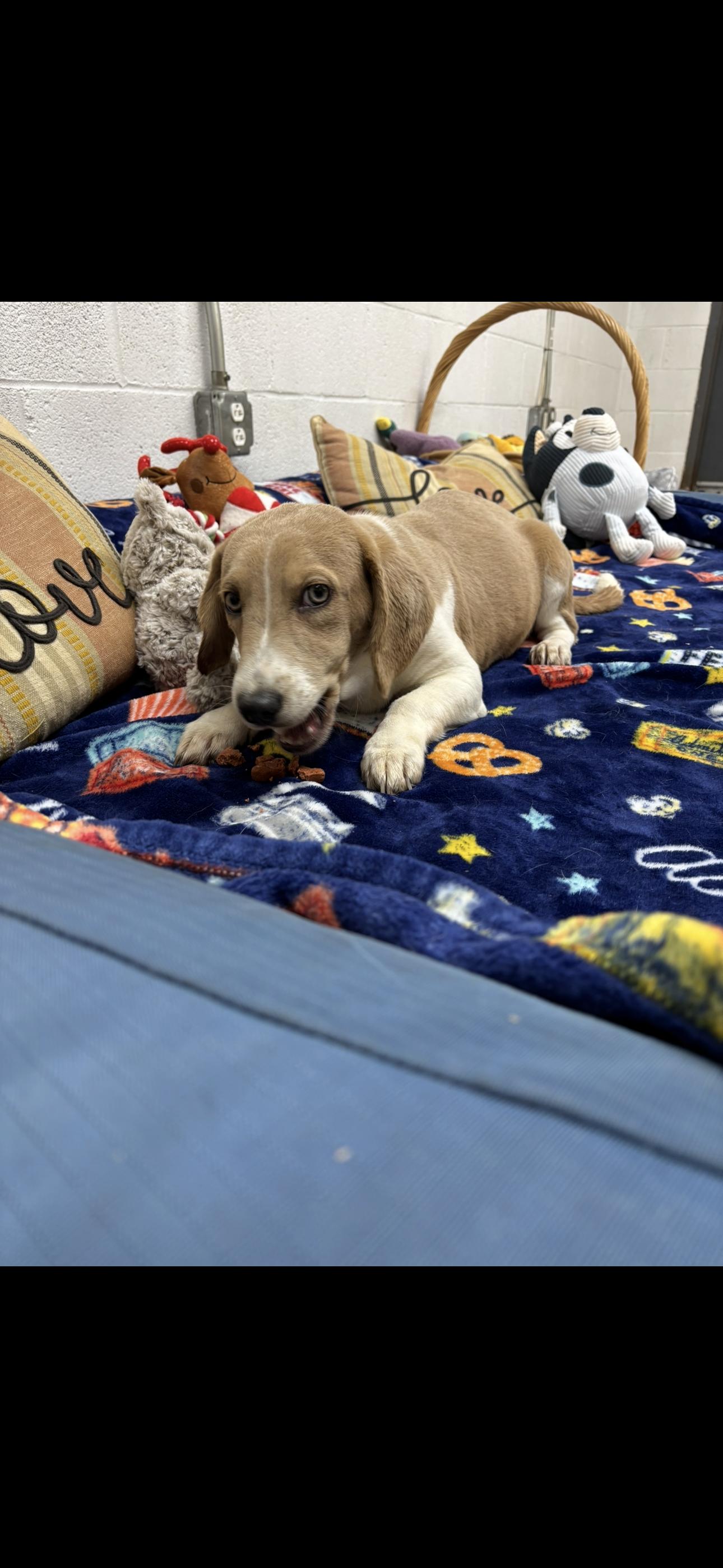 Brielle, a Adoptable mixed breed in York, SC image 2/2