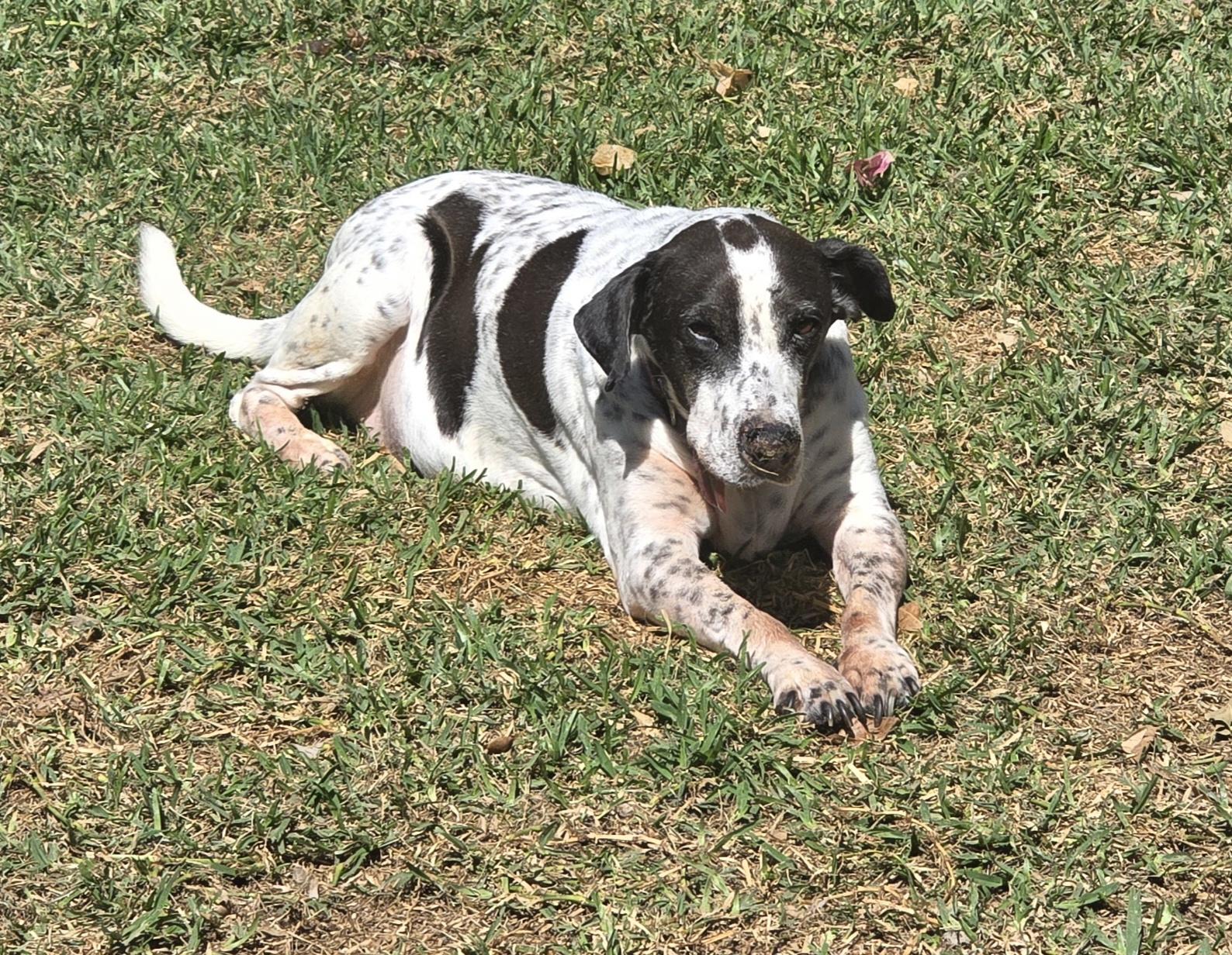 Jerry, ADOPTABLE, Senior Male English Pointer.