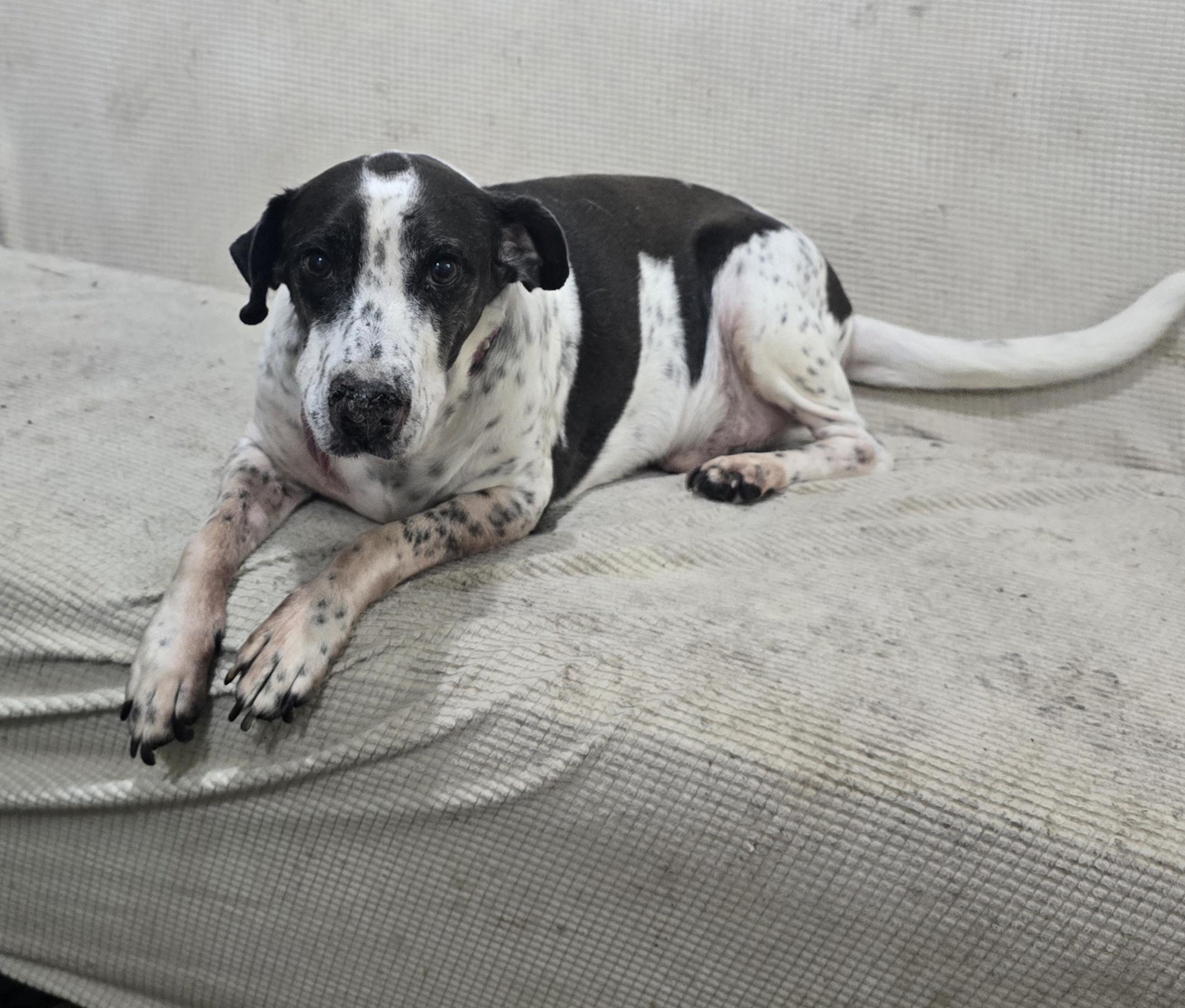 Jerry, a ADOPTABLE mixed breed in San Francisco, CA image 2/2