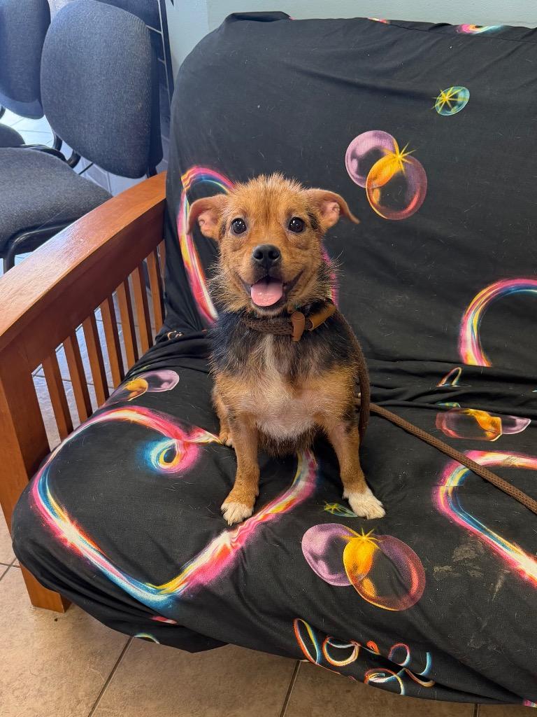 Enlarge Maggie, a Adoptable mixed breed in Marion, OH image 1/1