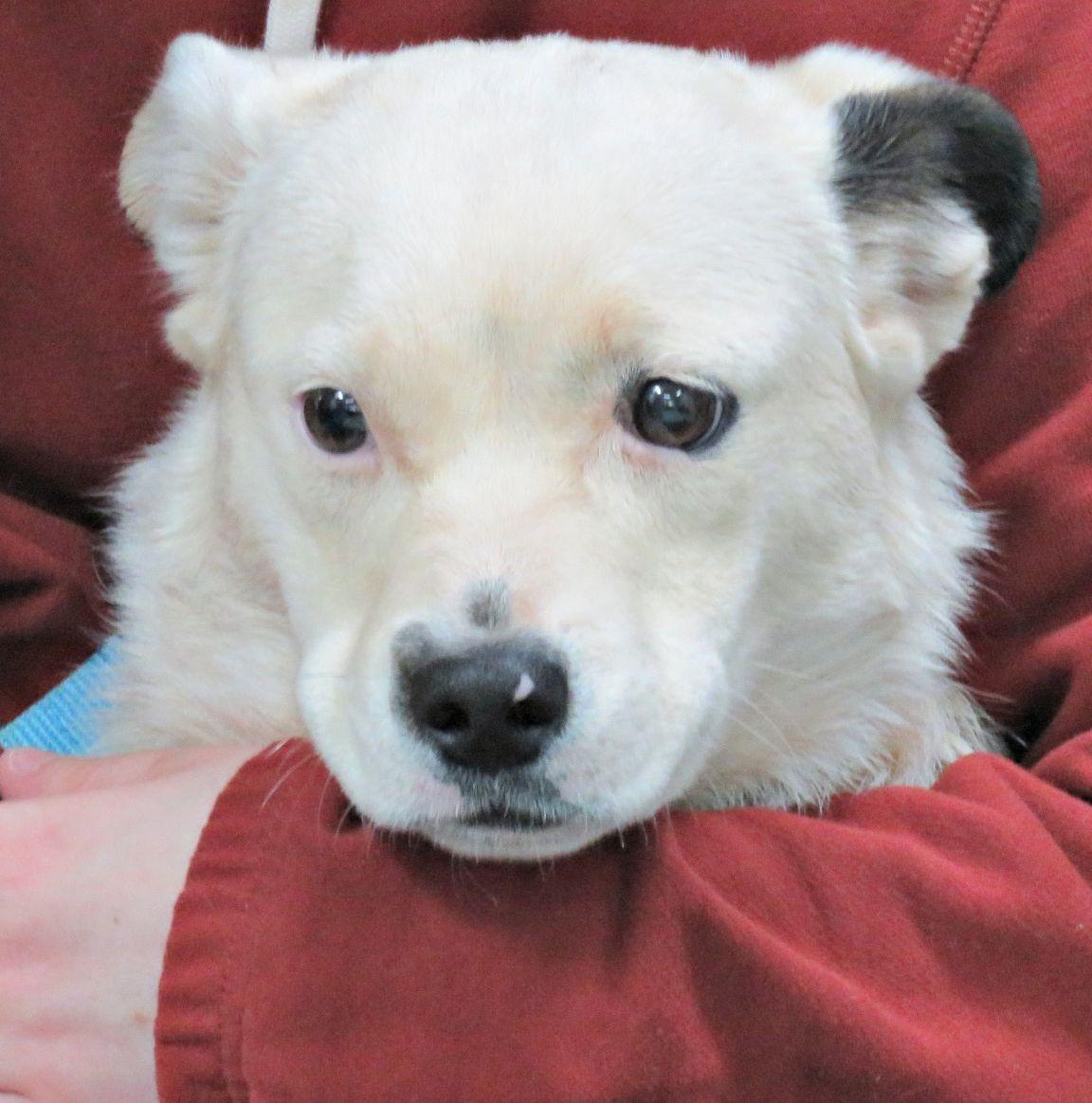 Enlarge Harriett, a ADOPTABLE Australian Cattle Dog / Blue Heeler in Lexington, VA image 3/4