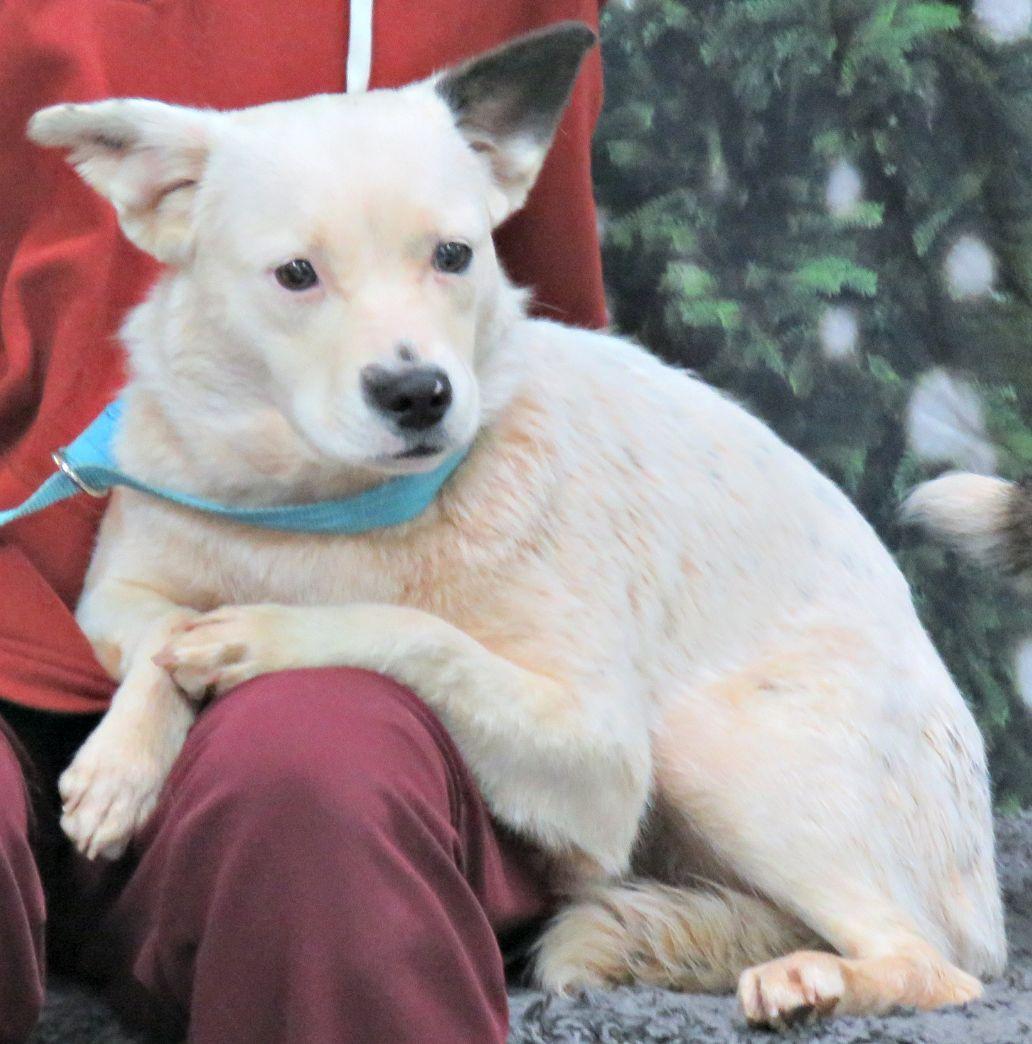 Enlarge Harriett, a ADOPTABLE Australian Cattle Dog / Blue Heeler in Lexington, VA image 2/4