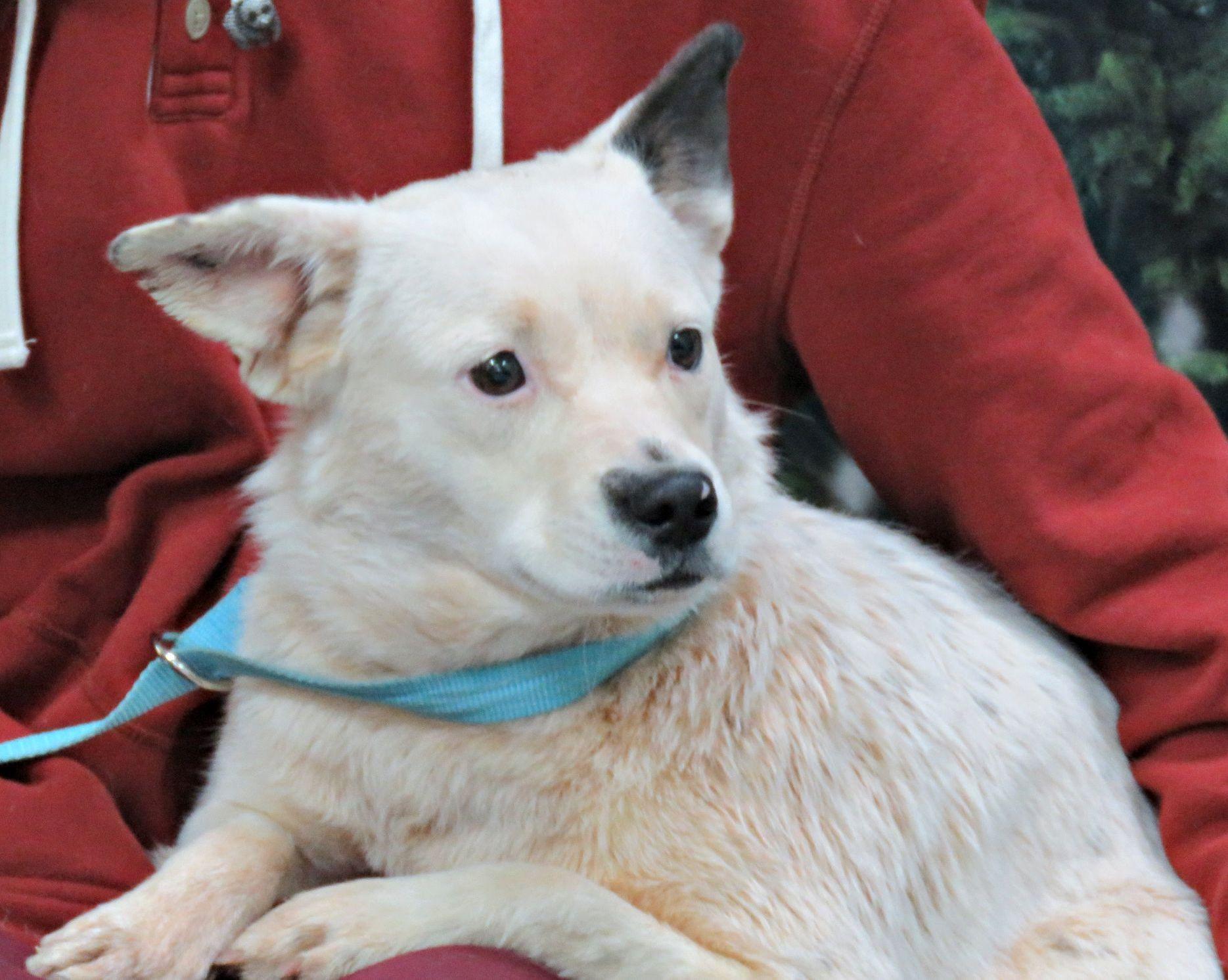 Harriett, ADOPTABLE, Adult Female Australian Cattle Dog / Blue Heeler.