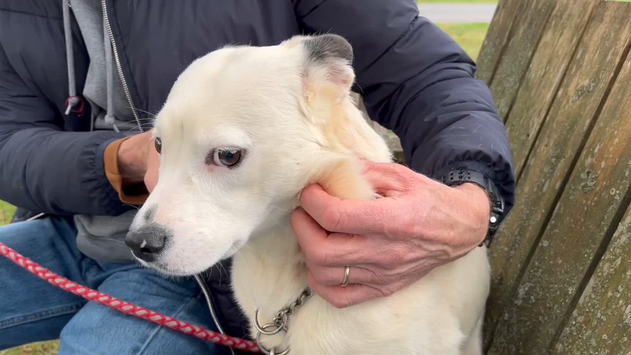 Enlarge Harriett, a ADOPTABLE Australian Cattle Dog / Blue Heeler in Lexington, VA video 4/4