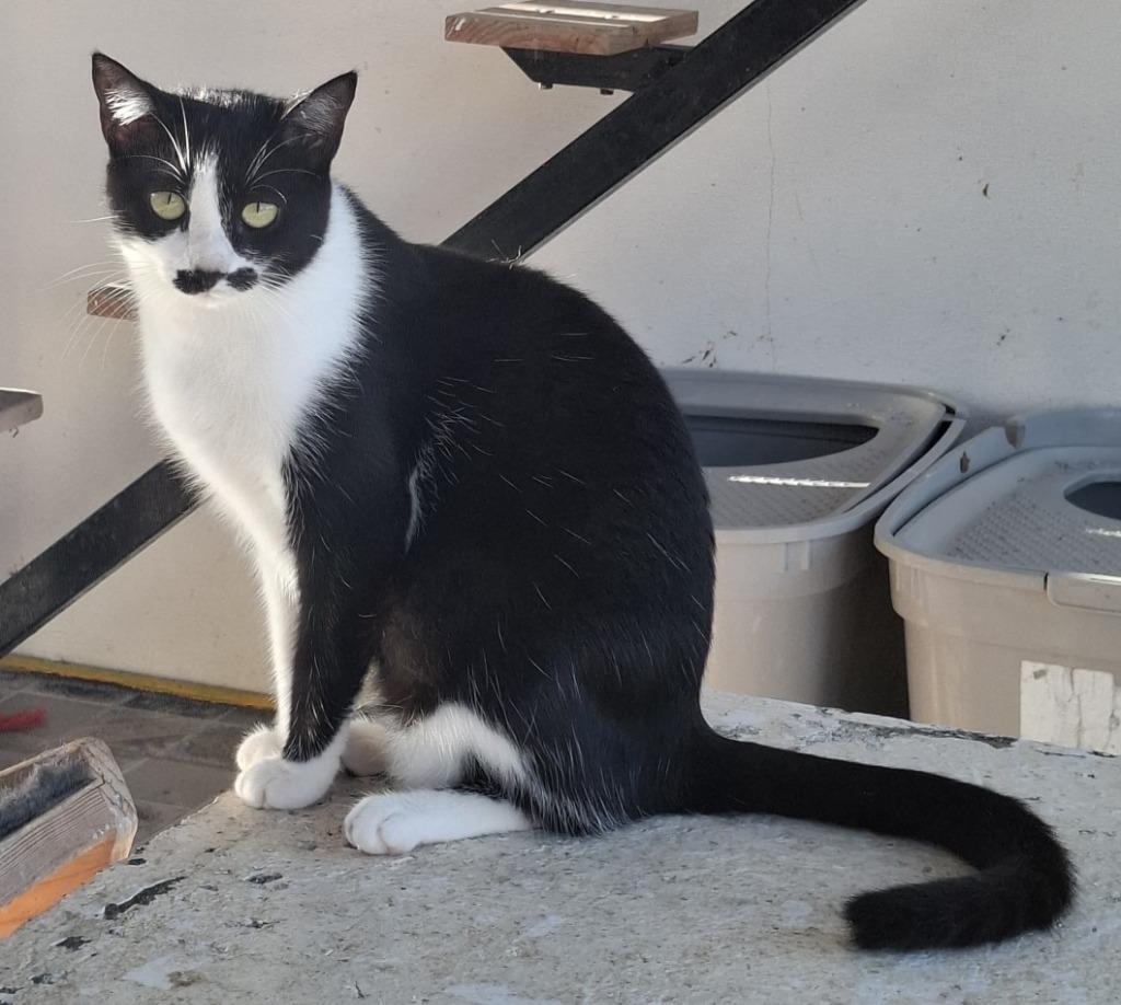 Enlarge Maisy, a Adoptable mixed breed in Corral del Risco, NAY image 1/6