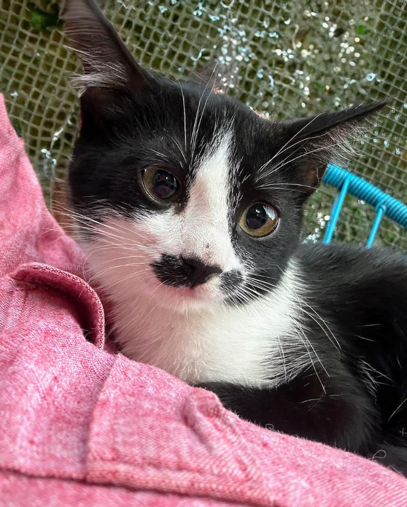 Enlarge Maisy, a Adoptable mixed breed in Corral del Risco, NAY image 5/6