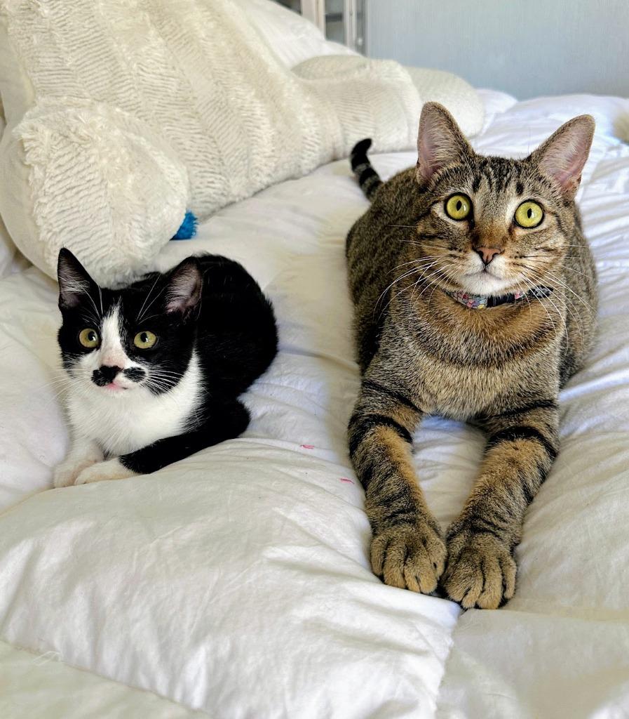 Enlarge Maisy, a Adoptable mixed breed in Corral del Risco, NAY image 6/6