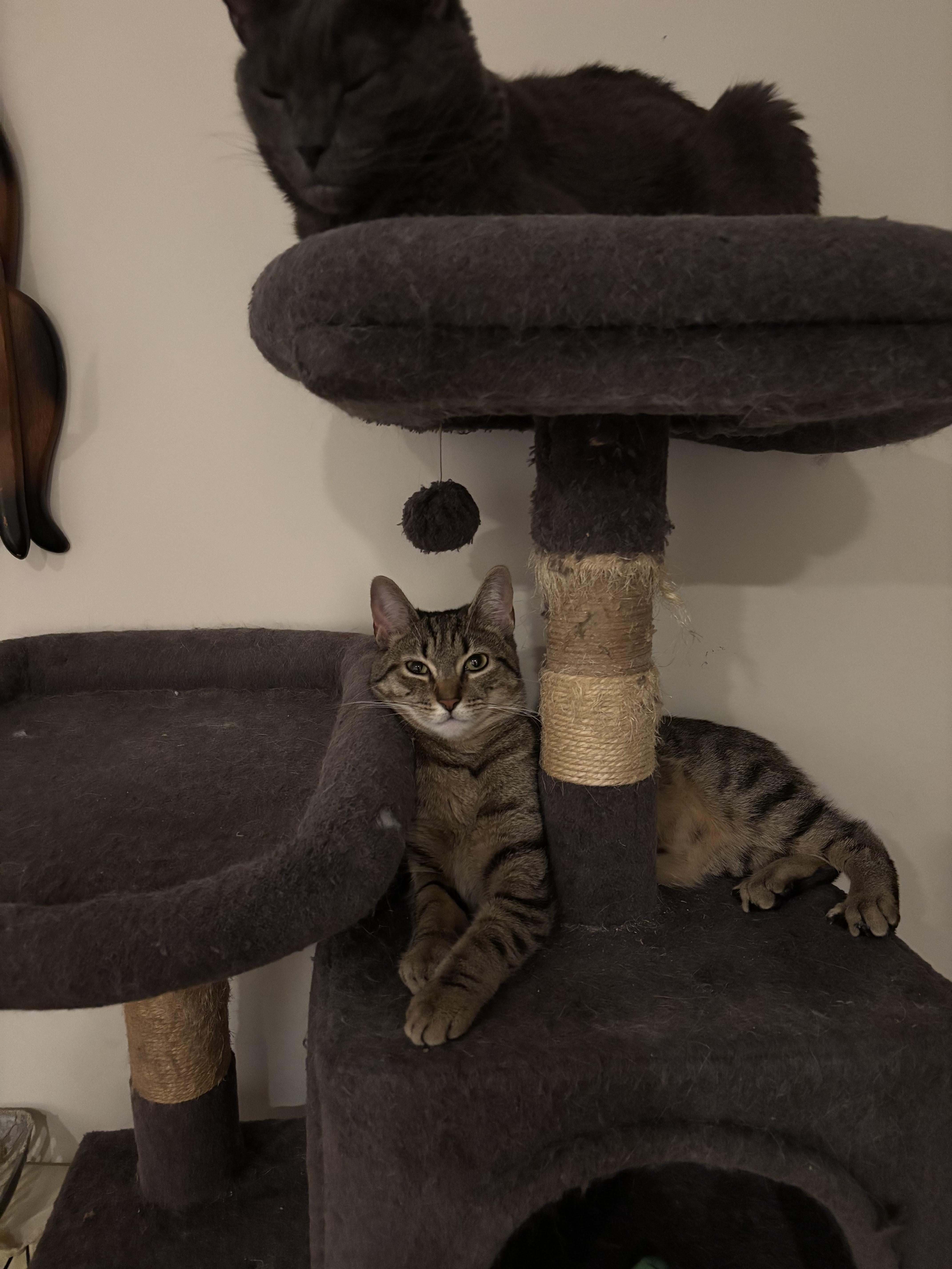 Enlarge Astrid, a ADOPTABLE mixed breed in Yorktown heights, NY image 4/4