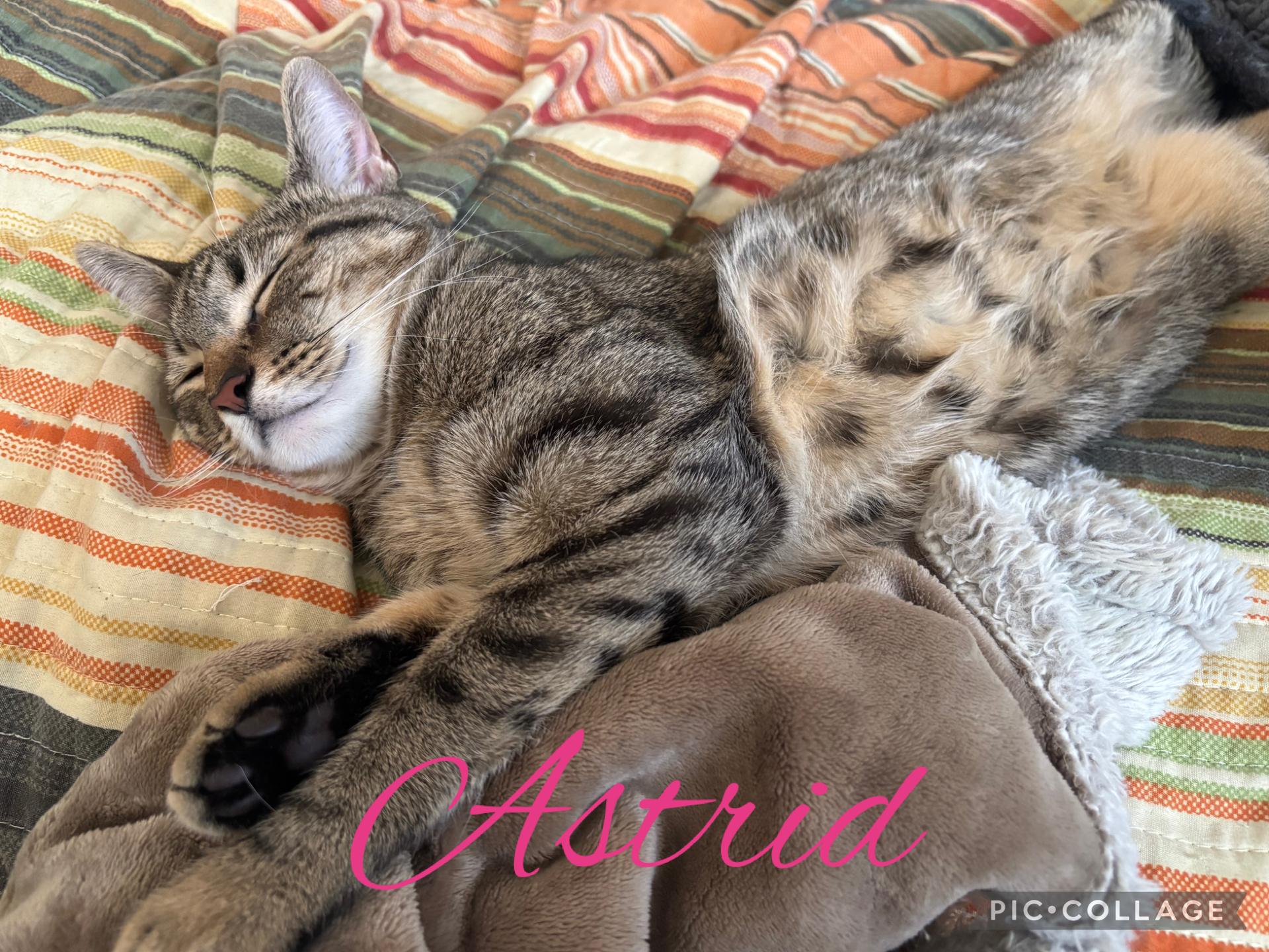 Enlarge Astrid, a ADOPTABLE mixed breed in Yorktown heights, NY image 2/4