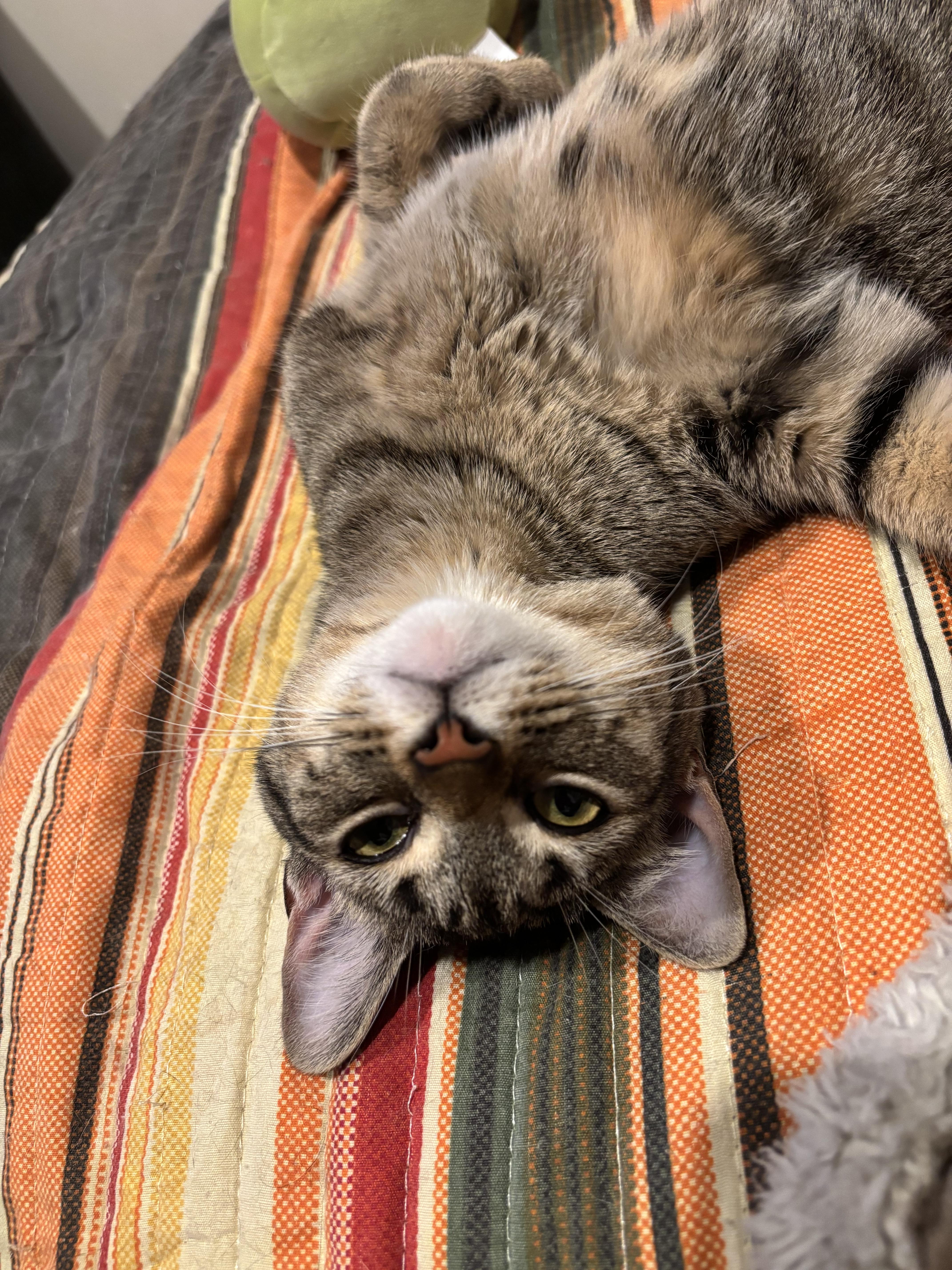 Enlarge Astrid, a ADOPTABLE mixed breed in Yorktown heights, NY image 3/4