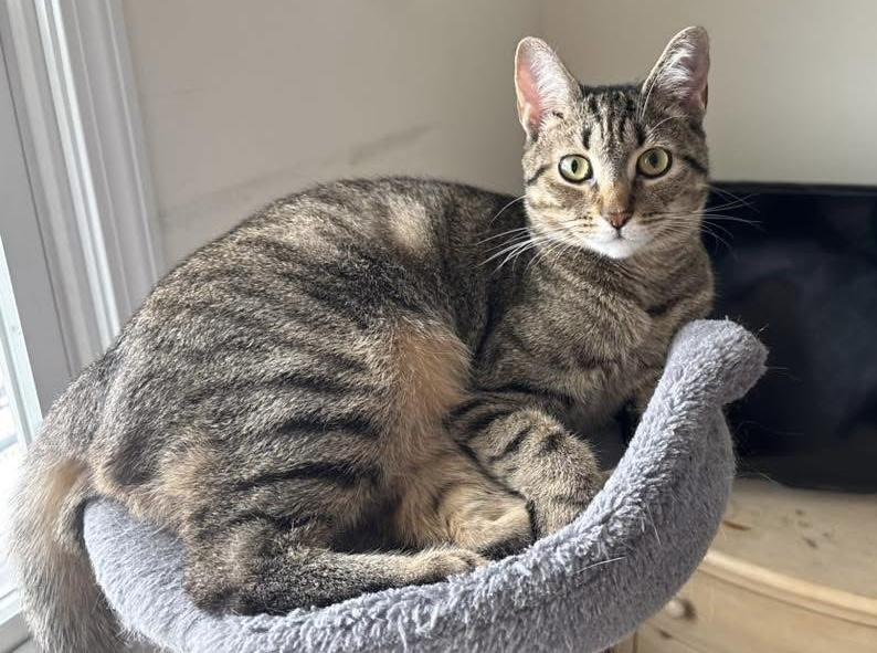 Astrid, ADOPTABLE, Kitten Female American Shorthair & Tabby.