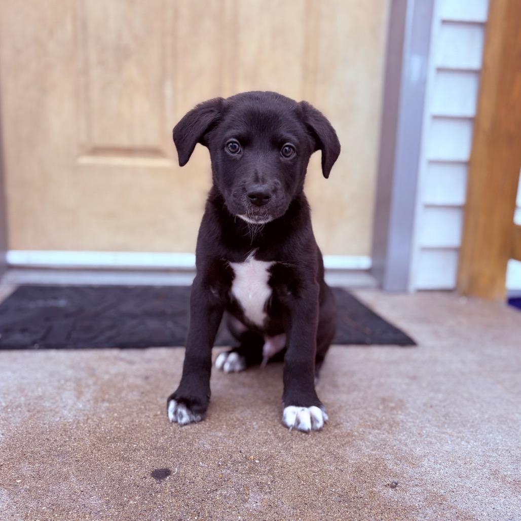 Delos , adoptable, Puppy Male German Shepherd Dog & Mixed Breed.