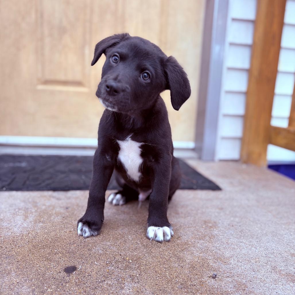 Enlarge Delos , an adoptable mixed breed in Fenton, MI image 3/3