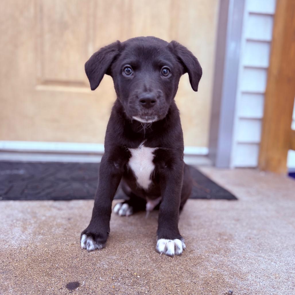 Enlarge Delos , an adoptable mixed breed in Fenton, MI image 2/3