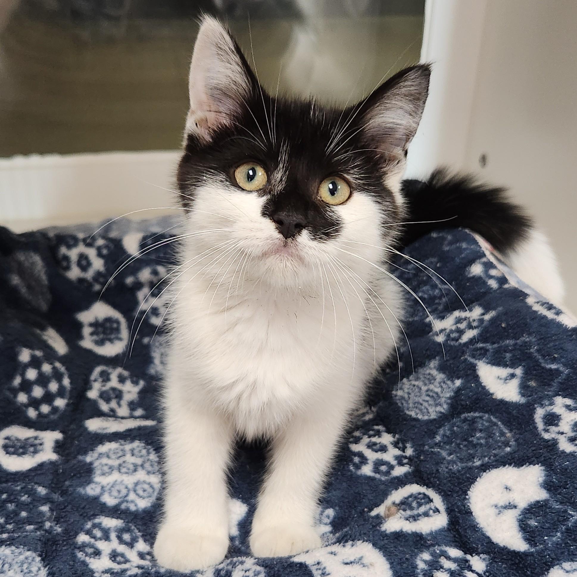 Enlarge Chanterelle, a ADOPTABLE Domestic Medium Hair in Marshfield, WI image 2/5