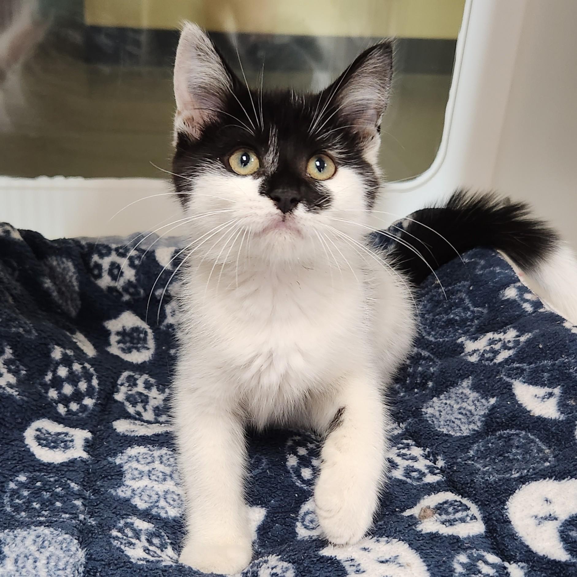 Enlarge Chanterelle, a ADOPTABLE Domestic Medium Hair in Marshfield, WI image 4/5