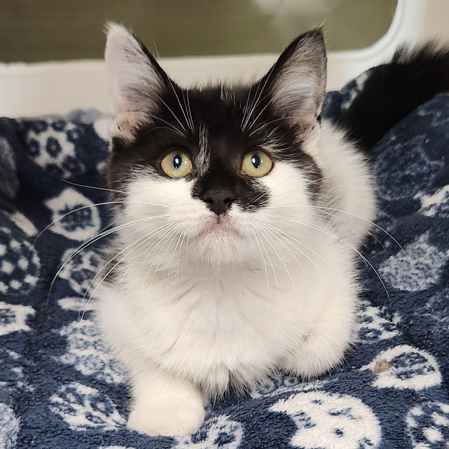 Chanterelle, ADOPTABLE, Kitten Female Domestic Medium Hair.